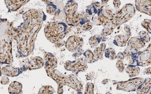 Anti-YAP1 Antibody, clone 4F22, ZooMAb� Rabbit Monoclonal 