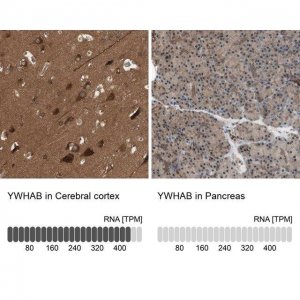 Anti-YWHAB antibody produced in rabbit 