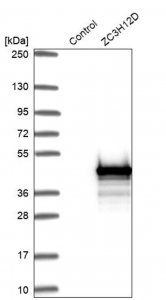 Anti-ZC3H12D antibody produced in rabbit 
