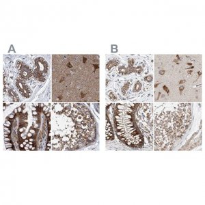 Anti-ZC3H15 antibody produced in rabbit 
