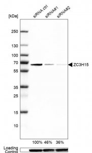 Anti-ZC3H15 antibody produced in rabbit 