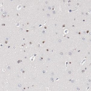 Anti-ZEB2 antibody produced in rabbit 