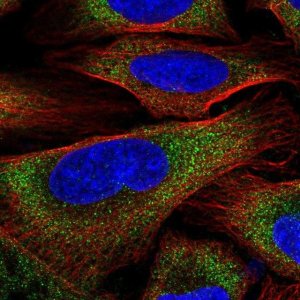 Anti-ZER1 antibody produced in rabbit 