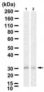 Anti-ZFAND1 Antibody, clone 4K16 ZooMAb� Rabbit Monoclonal 