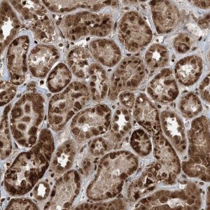 Anti-ZFAND2B antibody produced in rabbit 
