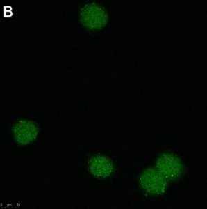 Anti-Zfp64 Antibody, clone 3B22 ZooMAb� Rabbit Monoclonal 