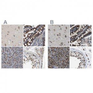 Anti-ZFPL1 antibody produced in rabbit 