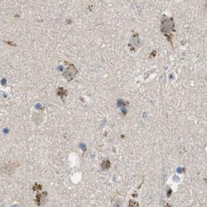 Anti-ZFPL1 antibody produced in rabbit 