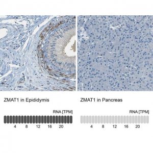 Anti-ZMAT1 antibody produced in rabbit 