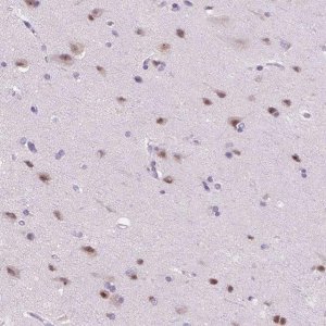 Anti-ZMAT4 antibody produced in rabbit 