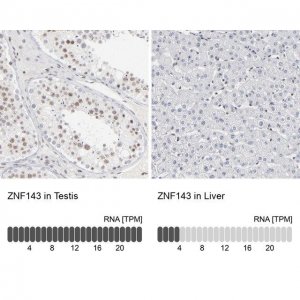 Anti-ZNF143 antibody produced in rabbit 