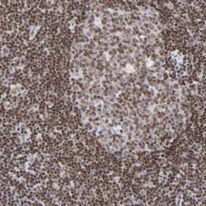 Anti-ZNF143 antibody produced in rabbit 