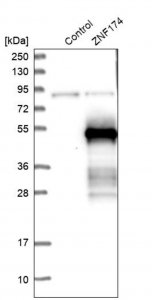 Anti-ZNF174 antibody produced in rabbit 
