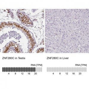 Anti-ZNF280C antibody produced in rabbit HPA051494-100UL