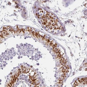 Anti-ZNF280C antibody produced in rabbit HPA051494-100UL