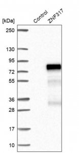 Anti-ZNF317 antibody produced in rabbit 