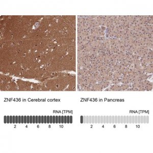 Anti-ZNF436 antibody produced in rabbit HPA043817-100UL