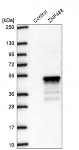 Anti-ZNF488 antibody produced in rabbit 