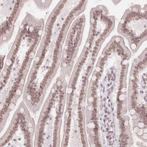 Anti-ZNF488 antibody produced in rabbit 