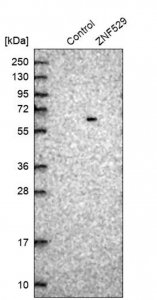 Anti-ZNF529 antibody produced in rabbit 