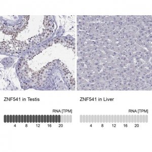 Anti-ZNF541 
