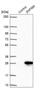 Anti-ZNF580 antibody produced in rabbit 