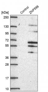 Anti-ZNF596 antibody produced in rabbit 