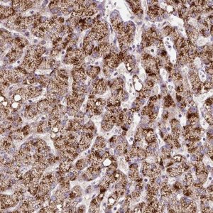 Anti-ZNF596 antibody produced in rabbit 