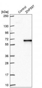 Anti-ZNF597 antibody produced in rabbit 