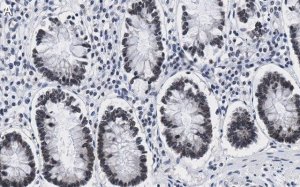Anti-ZNF638 Antibody, clone 4C19 ZooMAb� Rabbit Monoclonal 