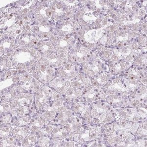 Anti-ZNF688 antibody produced in rabbit 