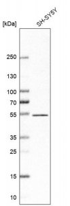 Anti-ZNF704 antibody produced in rabbit HPA024285-100UL