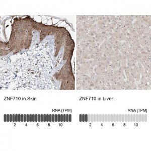 Anti-ZNF710 antibody produced in rabbit 