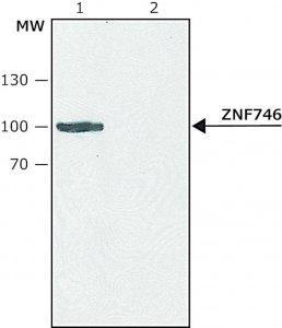 Anti-ZNF746 (C-terminal region) antibody produced in rabbit SAB4200531-200UL