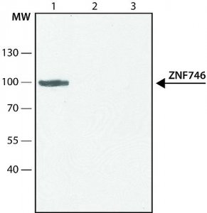 Anti-ZNF746 (C-terminal region) antibody produced in rabbit SAB4200531-200UL