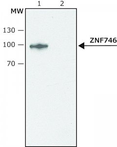 Anti-ZNF746 antibody produced in rabbit SAB4200530-200UL