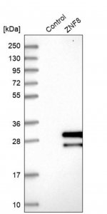 Anti-ZNF8 antibody produced in rabbit 