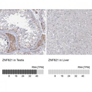 Anti-ZNF821 antibody produced in rabbit 
