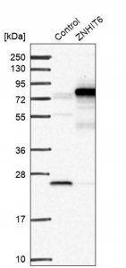 Anti-ZNHIT6 antibody produced in rabbit 