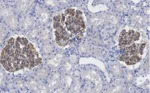Anti-ZO-1 Antibody, clone 4E14 ZooMAb� Rabbit Monoclonal 
