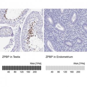 Anti-ZPBP antibody produced in rabbit 