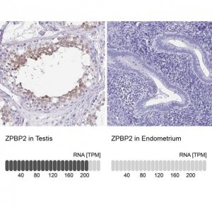 Anti-ZPBP2 antibody produced in rabbit 