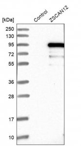 Anti-ZSCAN12 antibody produced in rabbit HPA006637-100UL