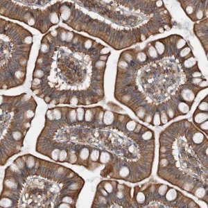 Anti-ZWINT antibody produced in rabbit 