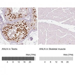 Monoclonal Anti-ANLN antibody produced in mouse 