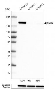 Monoclonal Anti-ANLN antibody produced in mouse 