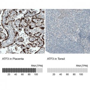 Monoclonal Anti-ATF3 antibody produced in mouse 