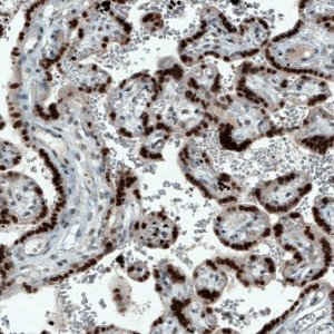 Monoclonal Anti-ATF3 antibody produced in mouse 