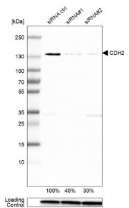 Monoclonal Anti-CDH2 antibody produced in mouse 