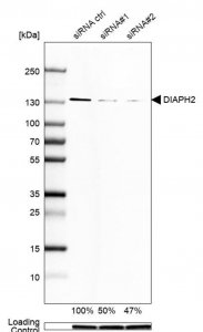 Monoclonal Anti-DIAPH2 antibody produced in mouse 